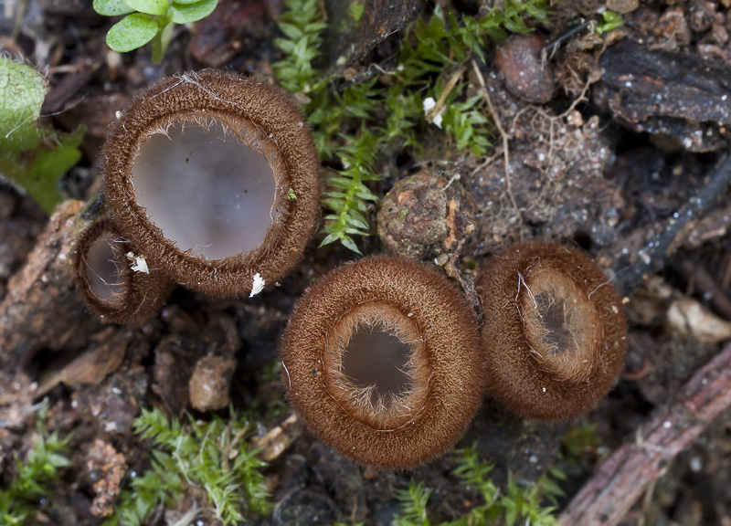 humaria hemisphaerica